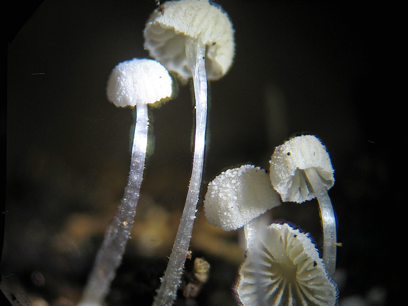 Mycena pseudocorticola?